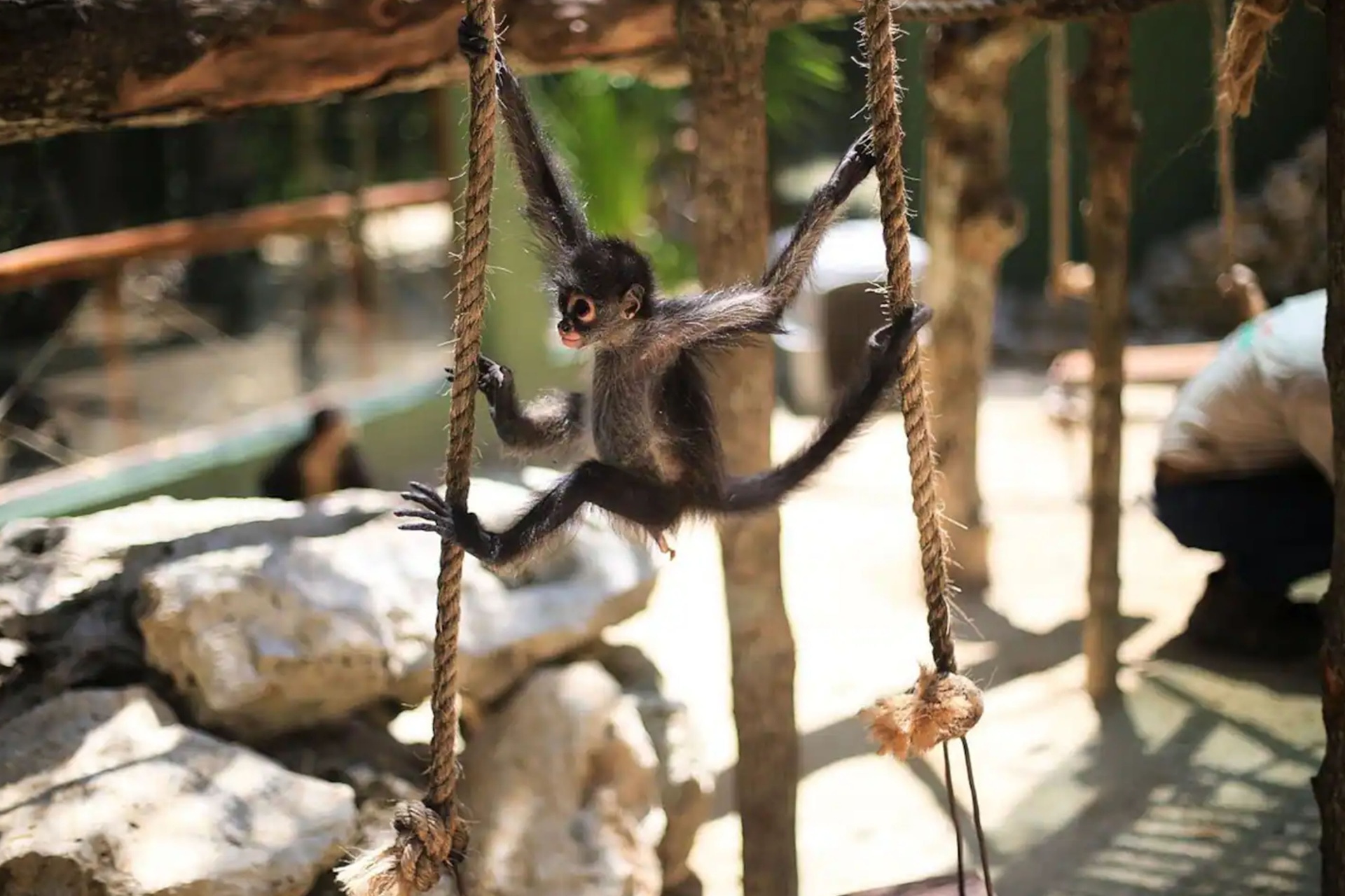 Spider monkey swinging on ropes at the Akumal Monkey Sanctuary