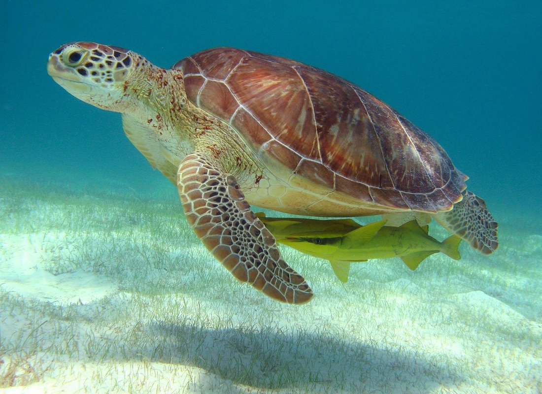 Green sea turtle grazing on sea grass in Akumal Bay